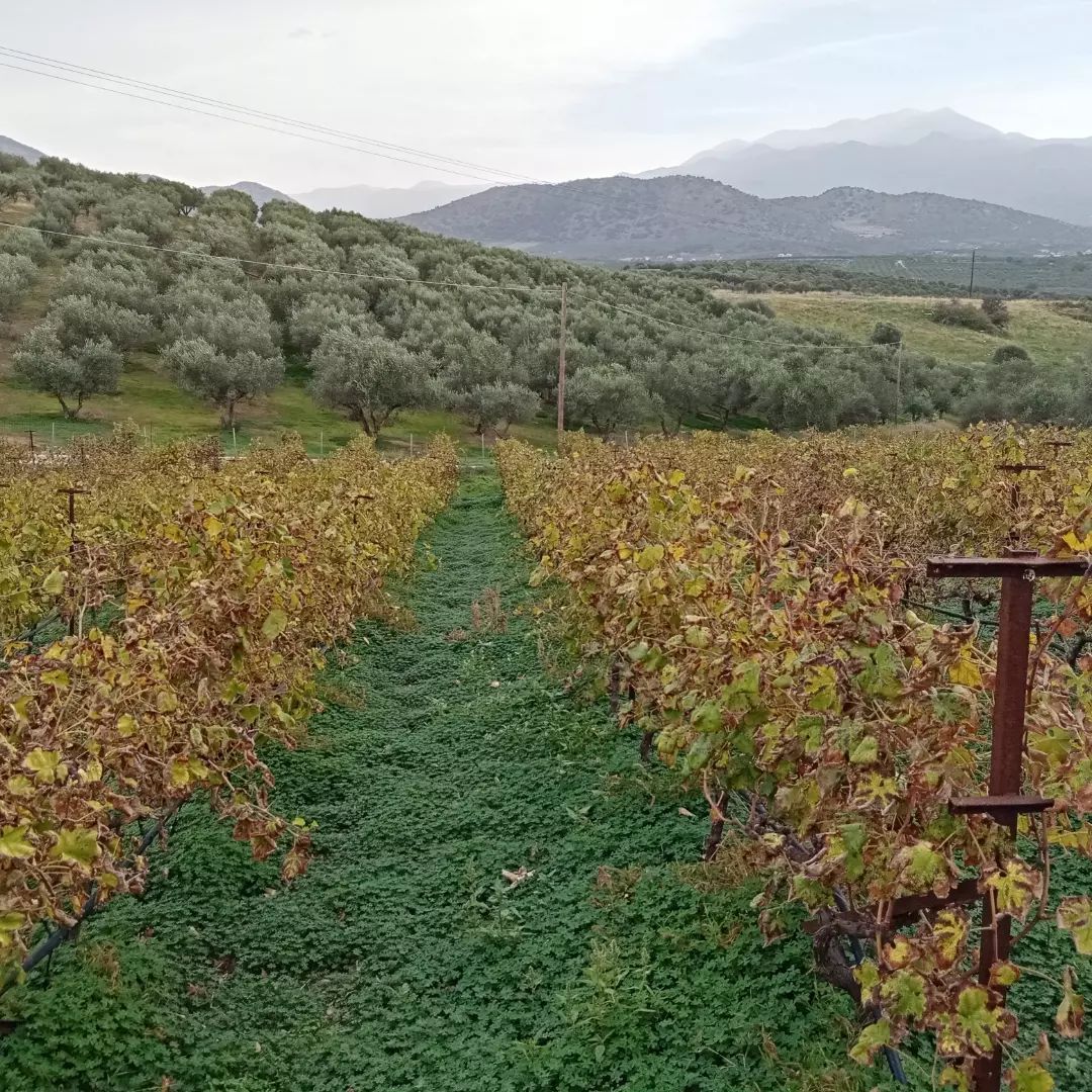 Σαν πας στο Ρέθυμνο… Το Ρέθυμνο της Αγροδιατροφής & της Γεύσης