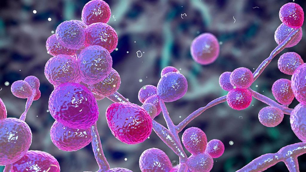 Μύκητας Candida Auris:Αυξημένη ανησυχία και στην Ελλάδα–«Αν μπει στο αίμα σου, πεθαίνεις»
