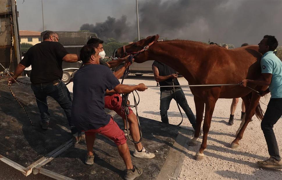 Λαγονήσι:-Η ανάρτηση της υπεύθυνης του καταφυγίου ζώων που κάηκε:«Αυτή τη στιγμή θέλω να πεθάνω»