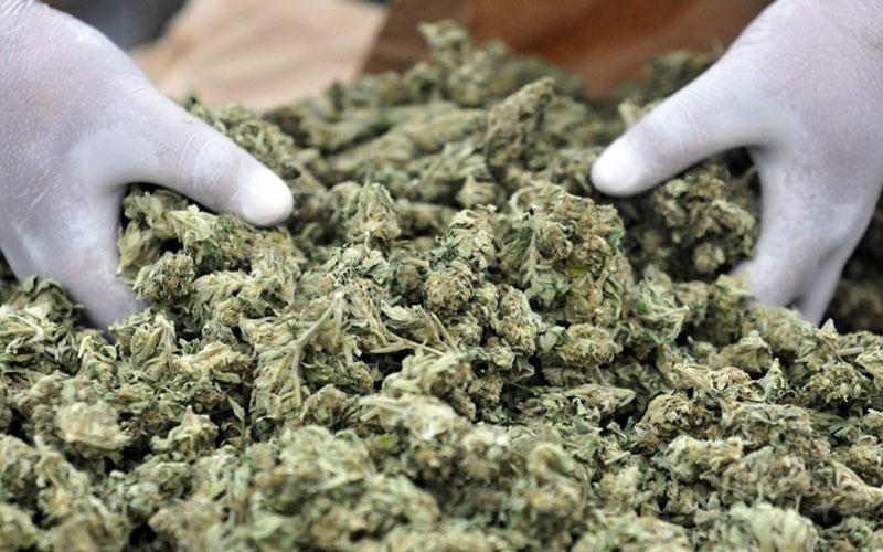 Δυτική Αχαΐα: Κάνναβη αξίας 235.000 ευρώ είχαν κρύψει μέσα σε κορμό δέντρου