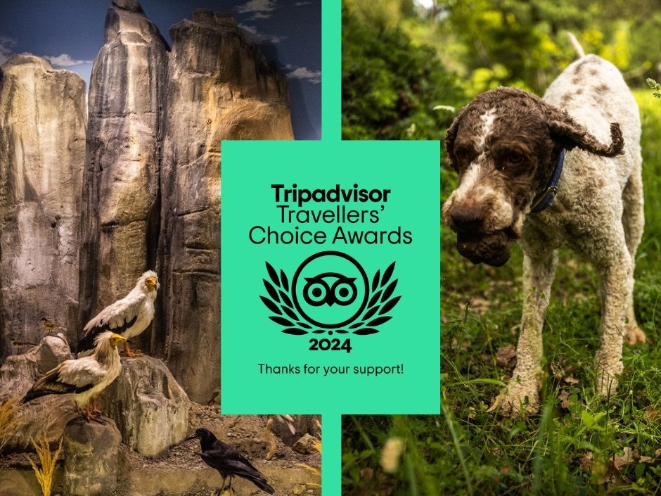 βραβείο Travelers’ Choice Awards για το 2024