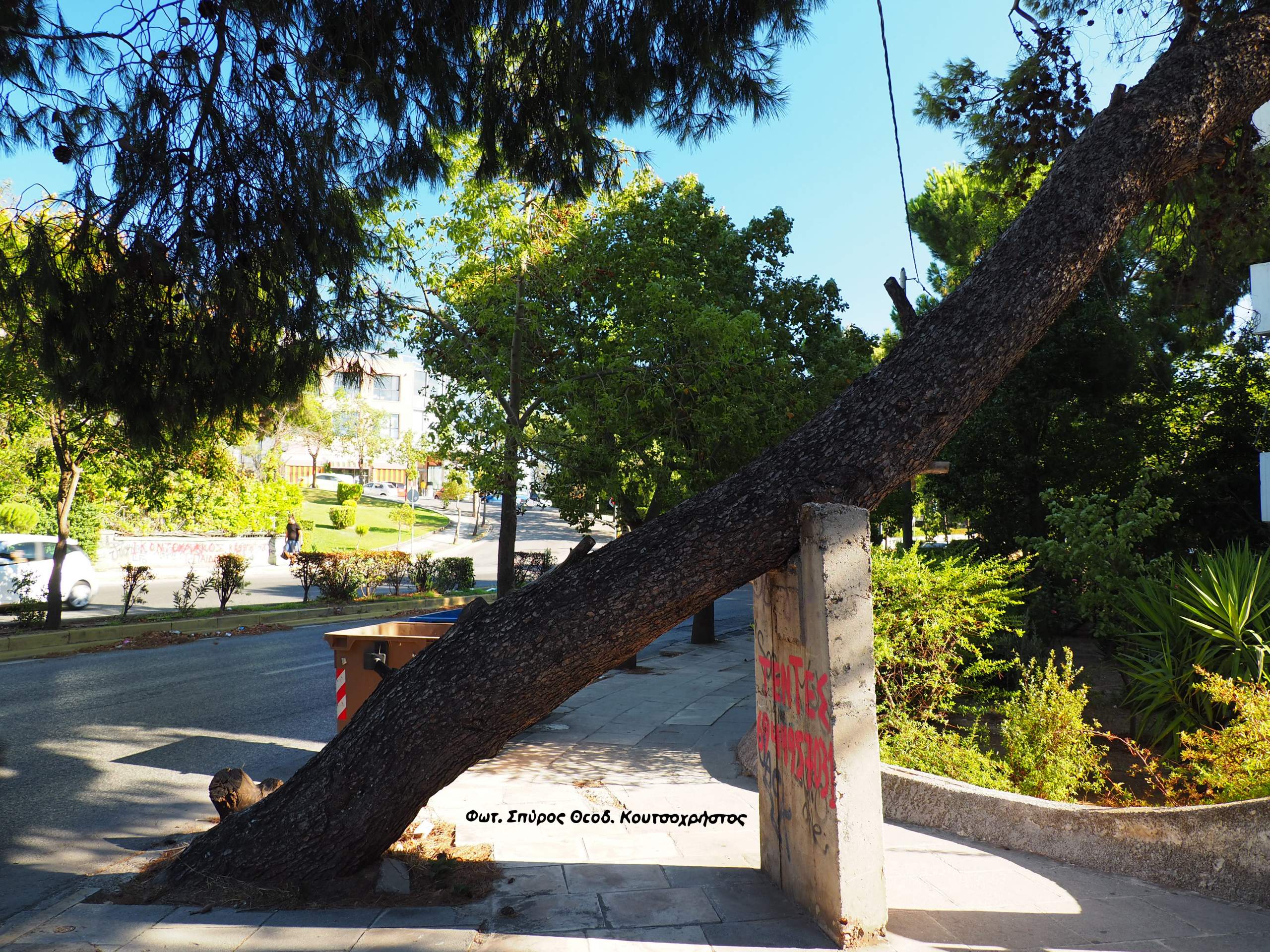 Ποιος ο λόγος διατήρησης ενός επικίνδυνου δέντρου;