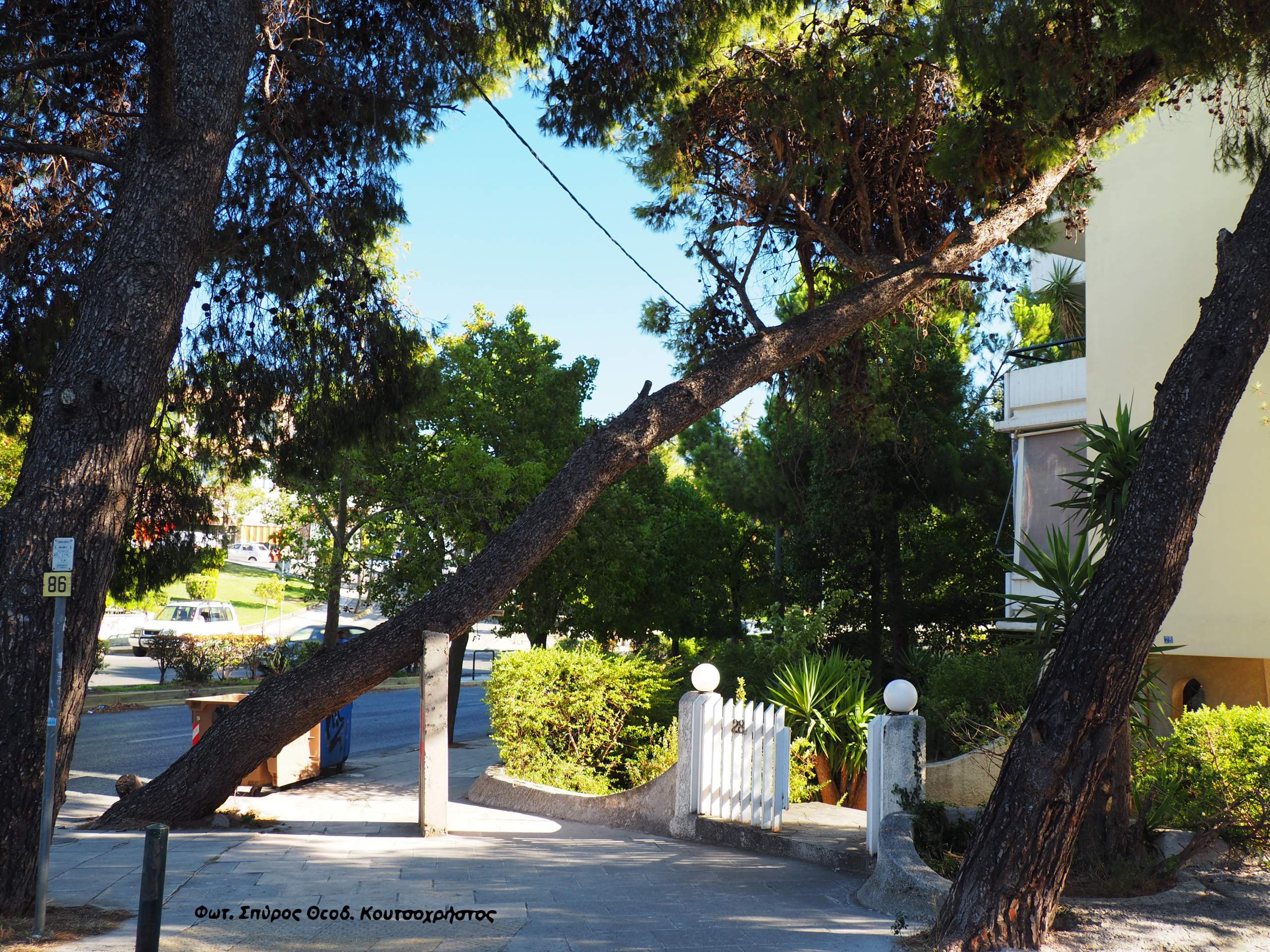 Ποιος ο λόγος διατήρησης ενός επικίνδυνου δέντρου;